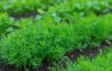 Bahçede yeşillikler yetişiyor. Seçici odaklanma. yiyecek.