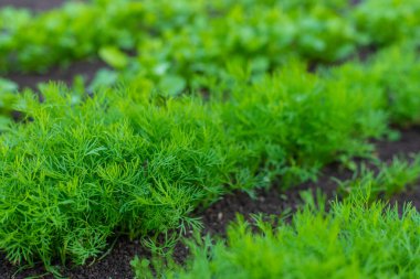 Bahçede yeşillikler yetişiyor. Seçici odaklanma. yiyecek.