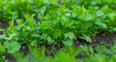 Bahçede yeşillikler yetişiyor. Seçici odaklanma. yiyecek.