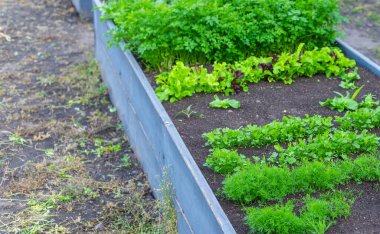 Bahçede yeşillikler yetişiyor. Seçici odaklanma. yiyecek.