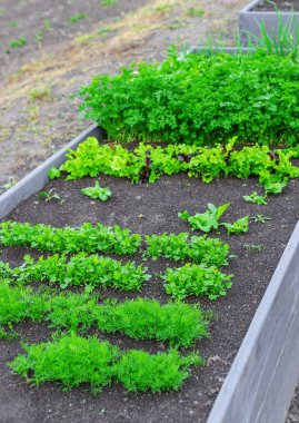 Bahçede yeşillikler yetişiyor. Seçici odaklanma. yiyecek.