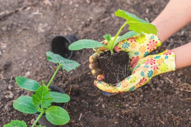 Bahçeye kabak ekiyorum. Seçici odaklanma. Doğa.