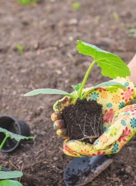 Bahçeye kabak ekiyorum. Seçici odaklanma. Doğa.