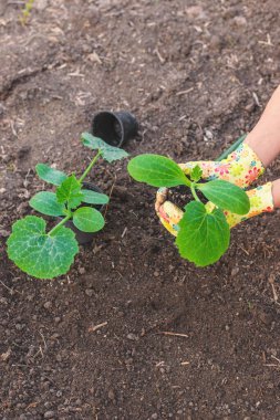Bahçeye kabak ekiyorum. Seçici odaklanma. Doğa.