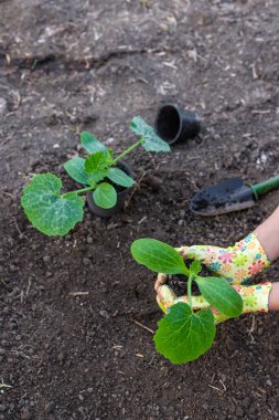 Bahçeye kabak ekiyorum. Seçici odaklanma. Doğa.