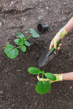 Bahçeye kabak ekiyorum. Seçici odaklanma. Doğa.