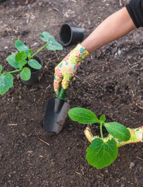 Bahçeye kabak ekiyorum. Seçici odaklanma. Doğa.