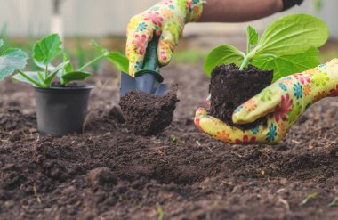 Bahçeye kabak ekiyorum. Seçici odaklanma. Doğa.