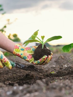 Bahçeye kabak ekiyorum. Seçici odaklanma. Doğa.