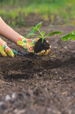 Bahçeye kabak ekiyorum. Seçici odaklanma. Doğa.
