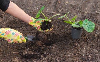 Bahçeye kabak ekiyorum. Seçici odaklanma. Doğa.