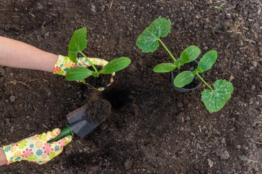 Bahçeye kabak ekiyorum. Seçici odaklanma. Doğa.