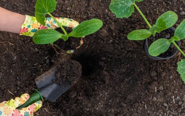 Bahçeye kabak ekiyorum. Seçici odaklanma. Doğa.