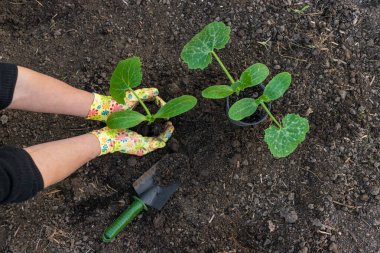 Bahçeye kabak ekiyorum. Seçici odaklanma. Doğa.