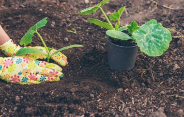 Bahçeye kabak ekiyorum. Seçici odaklanma. Doğa.