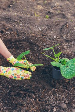 Bahçeye kabak ekiyorum. Seçici odaklanma. Doğa.