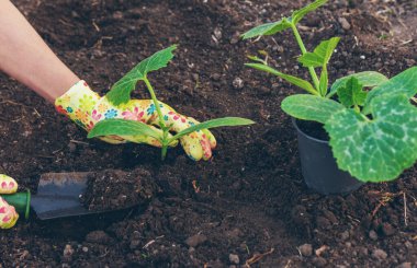 Bahçeye kabak ekiyorum. Seçici odaklanma. Doğa.