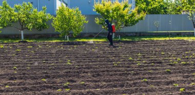 Bahçeyi yabani otlardan arındırın. Seçici odaklanma. Doğa.