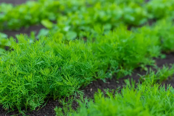 Bahçede yeşillikler yetişiyor. Seçici odaklanma. yiyecek.