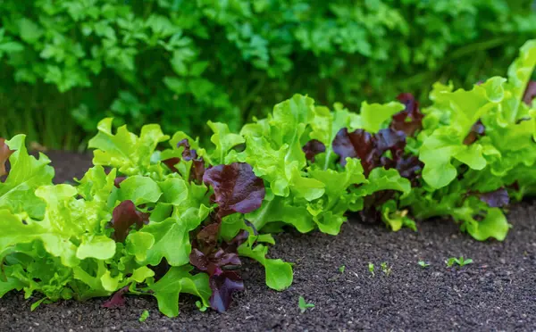 Bahçede yeşillikler yetişiyor. Seçici odaklanma. yiyecek.