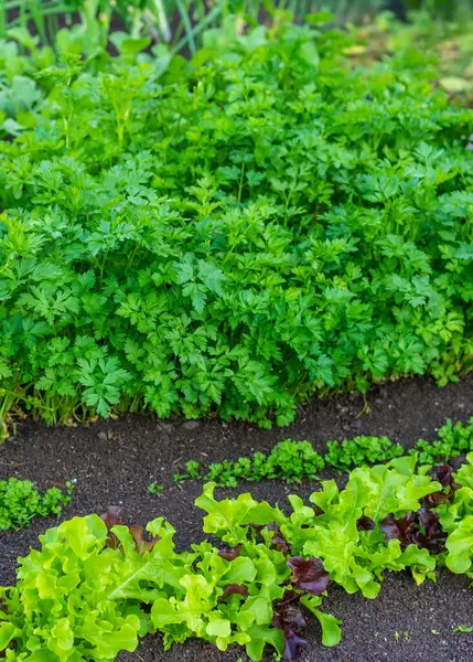 Bahçede yeşillikler yetişiyor. Seçici odaklanma. yiyecek.