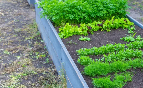 Bahçede yeşillikler yetişiyor. Seçici odaklanma. yiyecek.