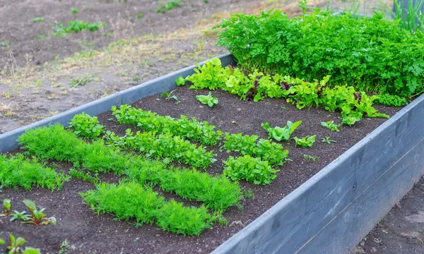 Bahçede yeşillikler yetişiyor. Seçici odaklanma. yiyecek.