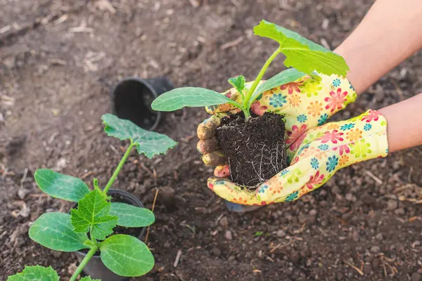 Bahçeye kabak ekiyorum. Seçici odaklanma. Doğa.