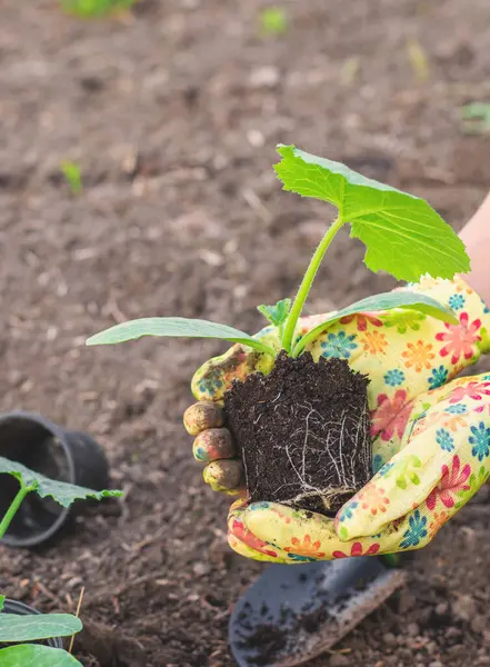 Bahçeye kabak ekiyorum. Seçici odaklanma. Doğa.