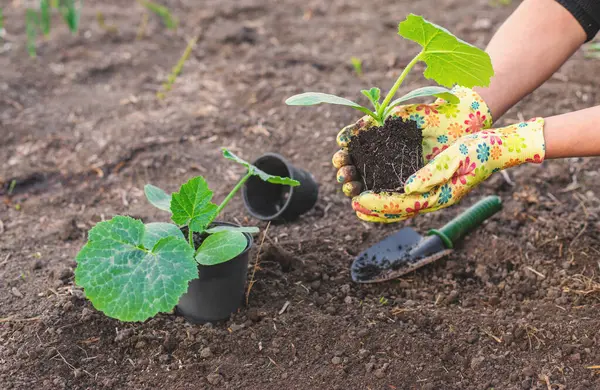 Bahçeye kabak ekiyorum. Seçici odaklanma. Doğa.