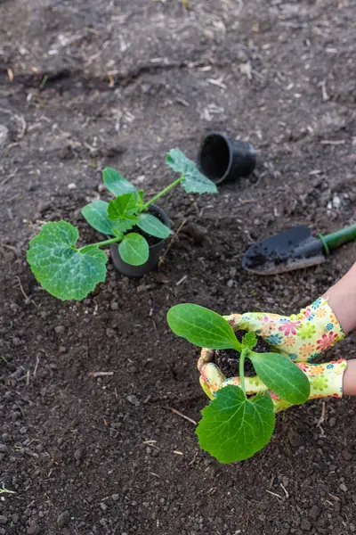 Bahçeye kabak ekiyorum. Seçici odaklanma. Doğa.