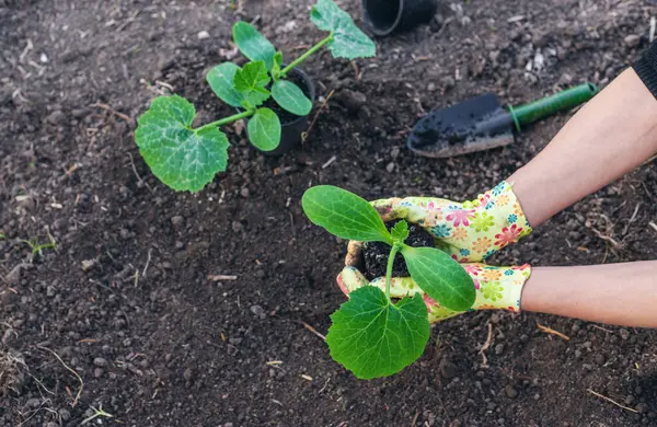 Bahçeye kabak ekiyorum. Seçici odaklanma. Doğa.