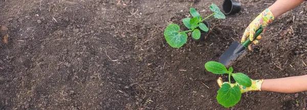 Bahçeye kabak ekiyorum. Seçici odaklanma. Doğa.