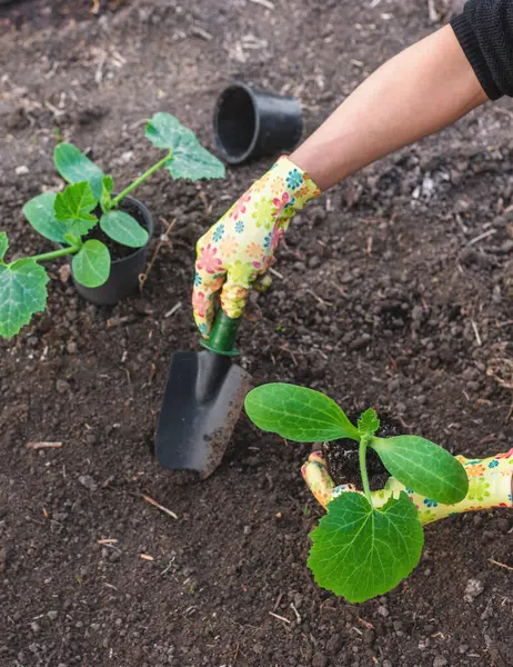 Bahçeye kabak ekiyorum. Seçici odaklanma. Doğa.
