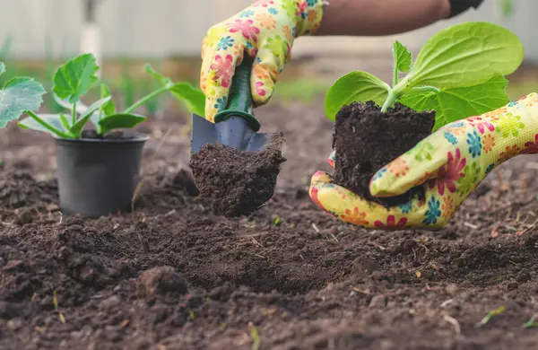 Bahçeye kabak ekiyorum. Seçici odaklanma. Doğa.