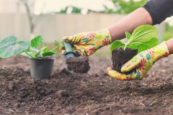 Bahçeye kabak ekiyorum. Seçici odaklanma. Doğa.