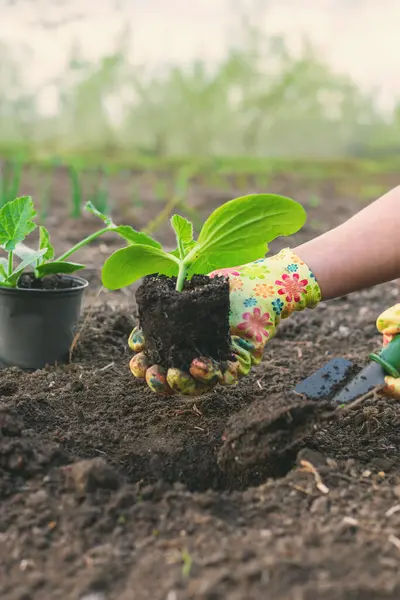 Bahçeye kabak ekiyorum. Seçici odaklanma. Doğa.
