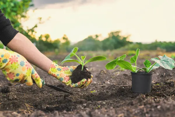 Bahçeye kabak ekiyorum. Seçici odaklanma. Doğa.