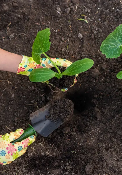 Bahçeye kabak ekiyorum. Seçici odaklanma. Doğa.