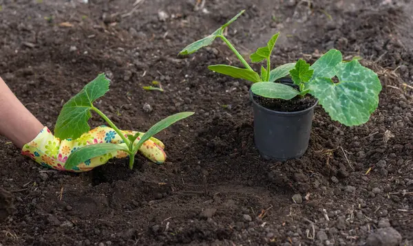 Bahçeye kabak ekiyorum. Seçici odaklanma. Doğa.