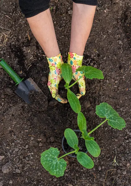 Bahçeye kabak ekiyorum. Seçici odaklanma. Doğa.