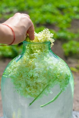 Yaşlı çiçeklerden şampanya. Seçici odaklanma. iç.