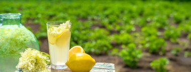 Yaşlı çiçeklerden şampanya. Seçici odaklanma. iç.