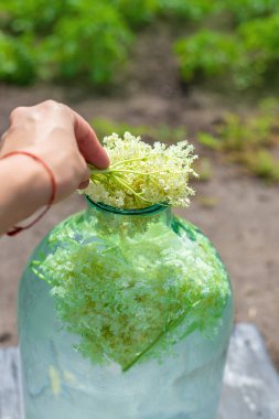 Yaşlı çiçeklerden şampanya. Seçici odaklanma. iç.