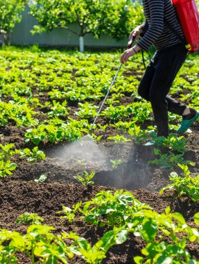 Colorado patates böceklerine patates püskürtmek. Seçici odaklanma. Doğa.