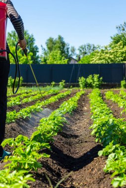 Colorado patates böceklerine patates püskürtmek. Seçici odaklanma. Doğa.