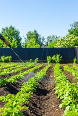 Colorado patates böceklerine patates püskürtmek. Seçici odaklanma. Doğa.