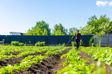 Colorado patates böceklerine patates püskürtmek. Seçici odaklanma. Doğa.