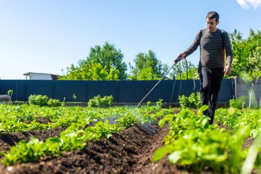 Colorado patates böceklerine patates püskürtmek. Seçici odaklanma. Doğa.