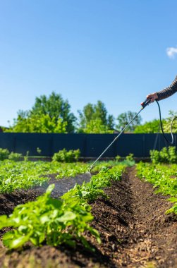 Colorado patates böceklerine patates püskürtmek. Seçici odaklanma. Doğa.